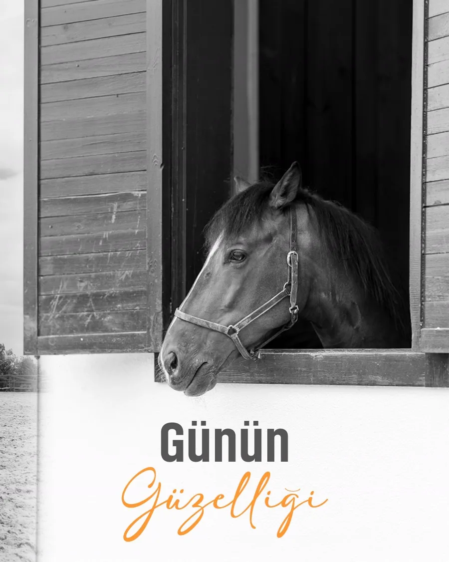 Günün Güzelliği — ahır penceresinden bakan at